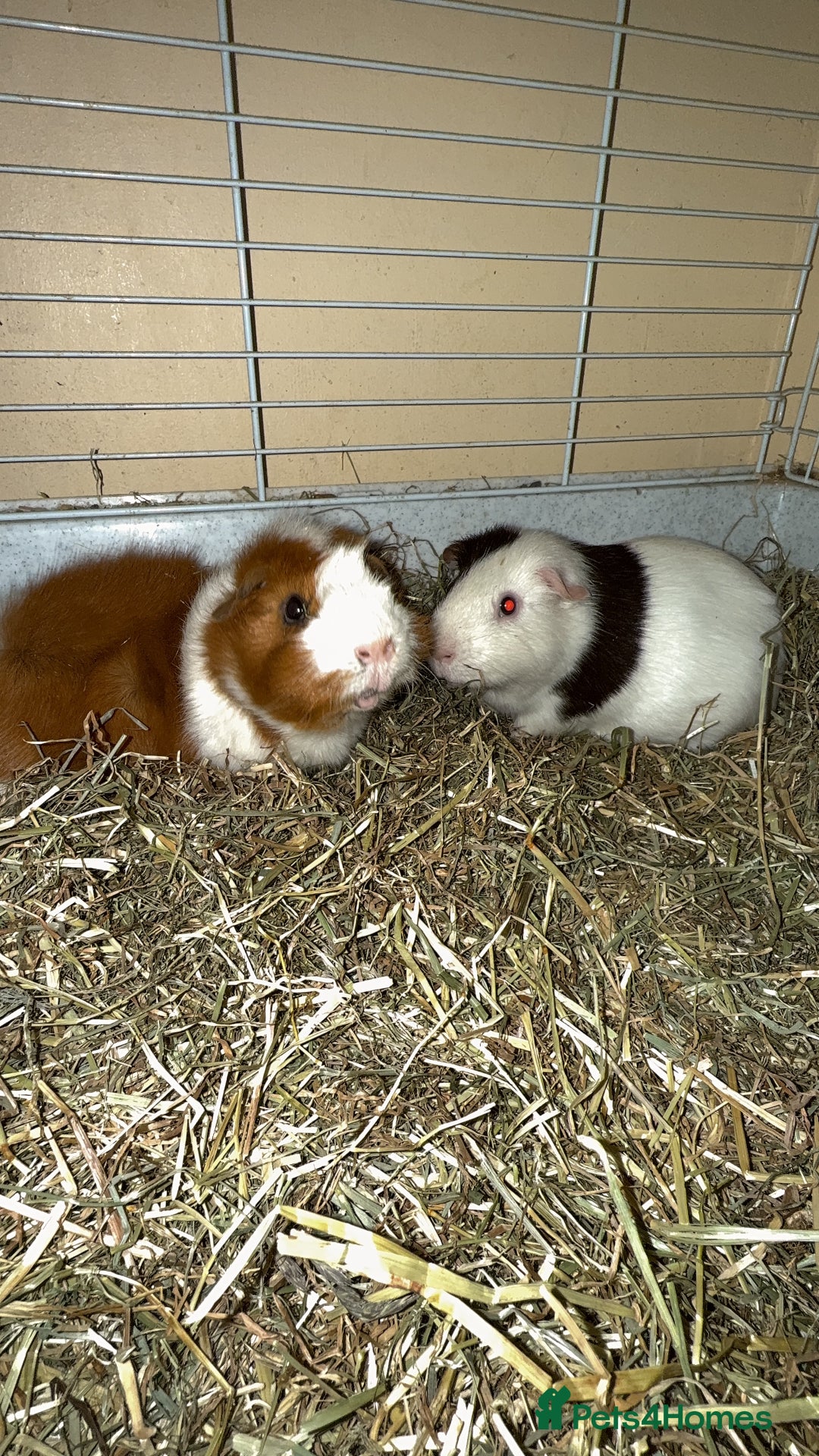 Guinea Pig rodents for sale: Two males  - Image 5