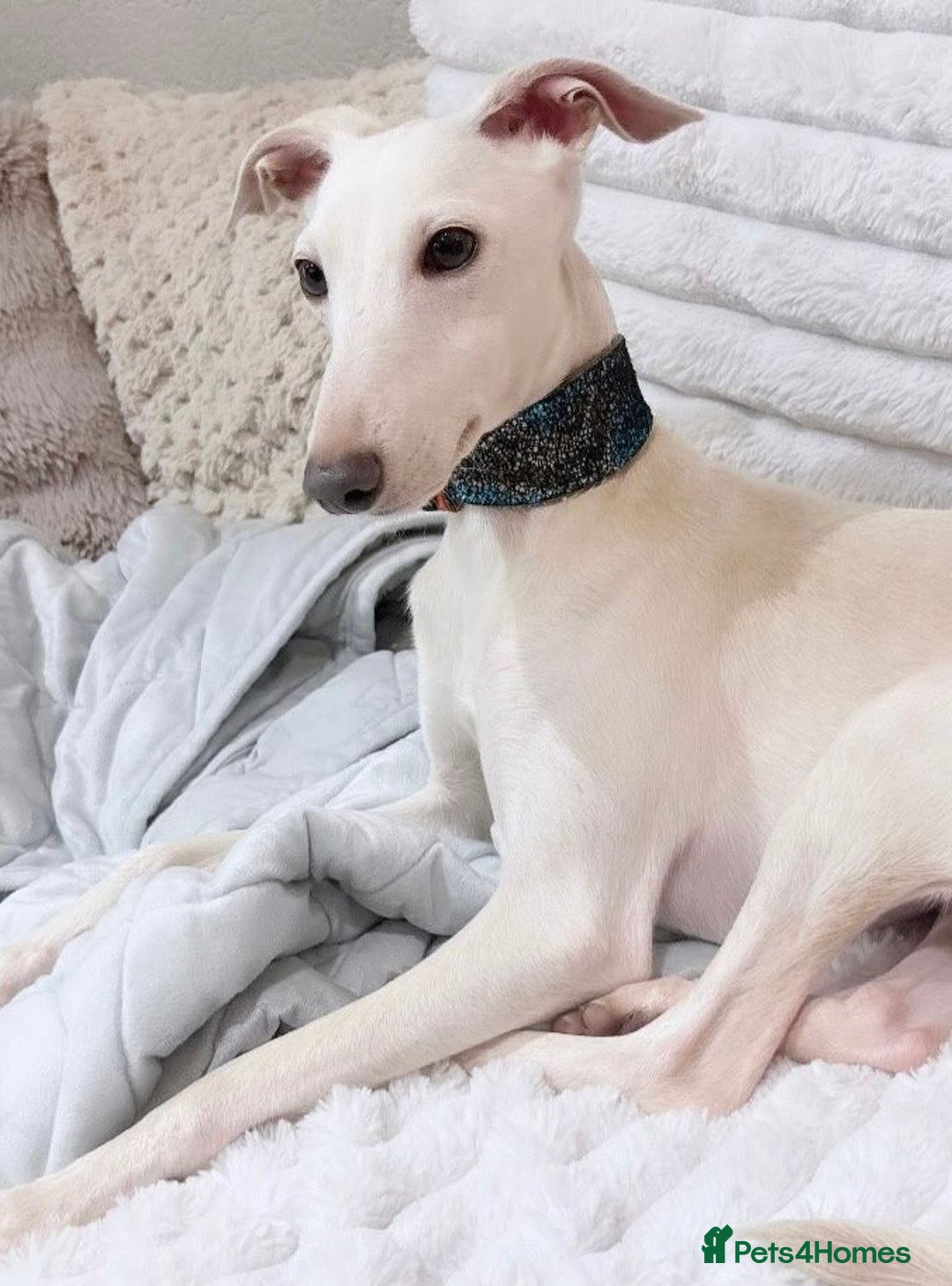 Italian Greyhound dogs for stud: MR RALPH AT STUD ( HEALTH TESTED ) - Advert 4