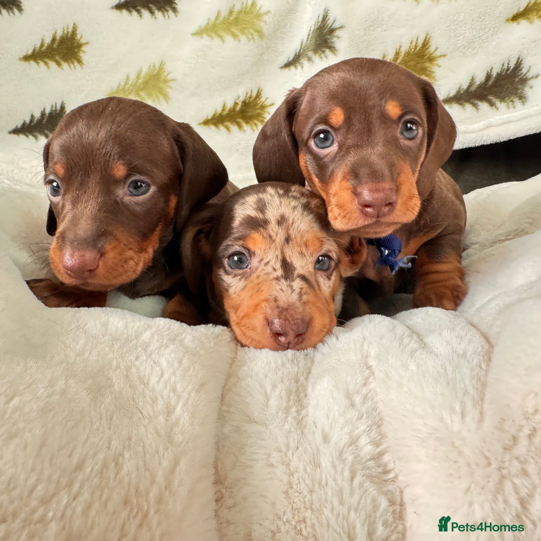 Miniature Dachshund dogs for sale: 6 KC registered miniature dachshund pupps  - Advert 25