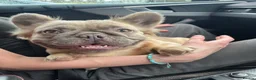 French Bulldog dogs for stud: French Bulldog Stud RFG grade 1 & 7 panel health  in Dunfermline - Advert 13