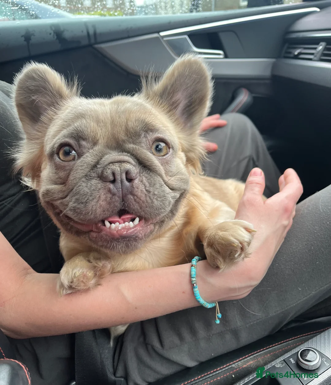 French Bulldog dogs for stud: French Bulldog Stud RFG grade 1 & 7 panel health  in Dunfermline - Advert 13