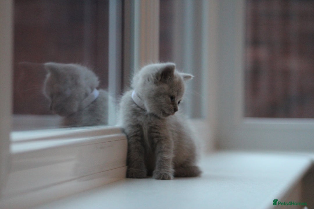 British Shorthair cats for sale: 🩶🐈🐾 Stunning BSH Kittens 🩶🐈🐾 - Image 26