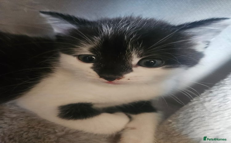 Russian Blue cats Russian blue mix  - Advert 1