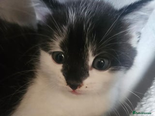 Russian Blue cats Russian blue mix - Advert 14