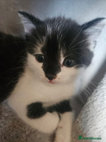 Russian Blue cats Russian blue mix - Advert 9