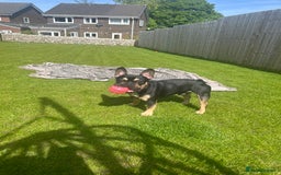 French Bulldog dogs for sale: French bulldog needs a new home - Image 3