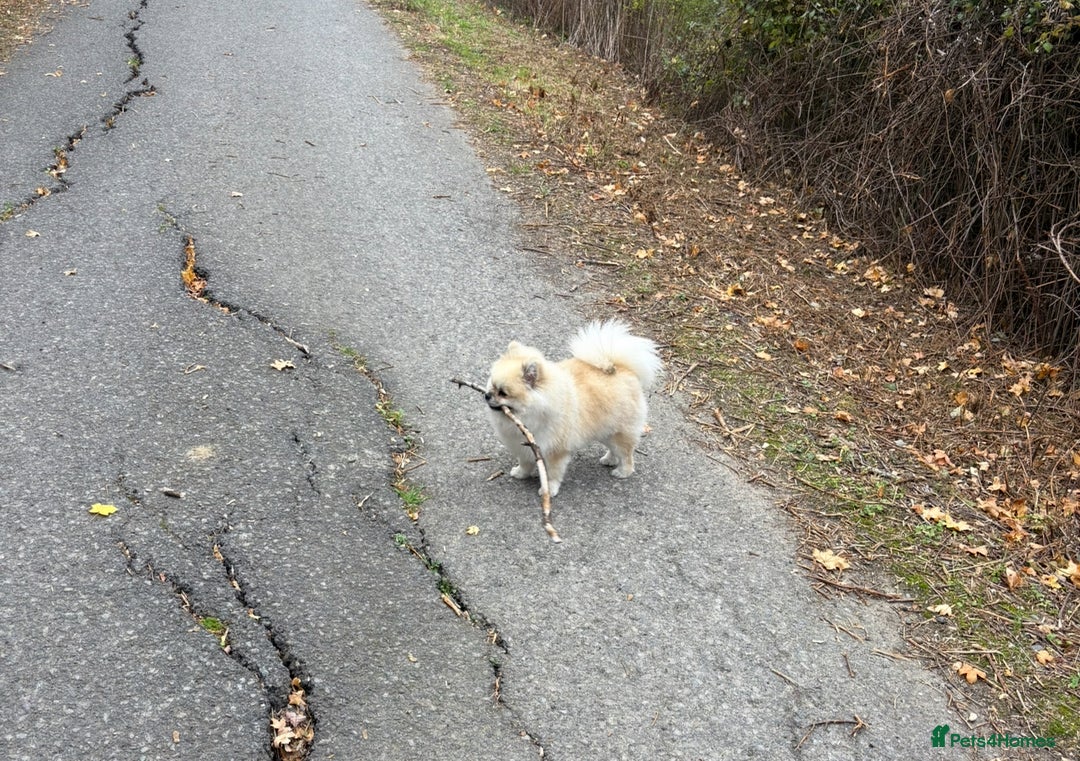 Pomeranian dogs for stud: Pomeranian Stud 1yr - Advert 11