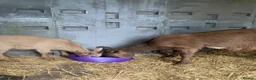 Goats livestock for sale: Goats - Nanny Kid and Whether - Advert 4