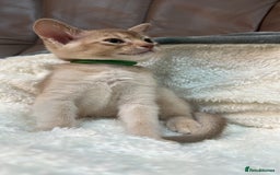 Abyssinian cats for sale: Ready to go TODAY! Delivery ✅ Neutered ✅ - Image 3