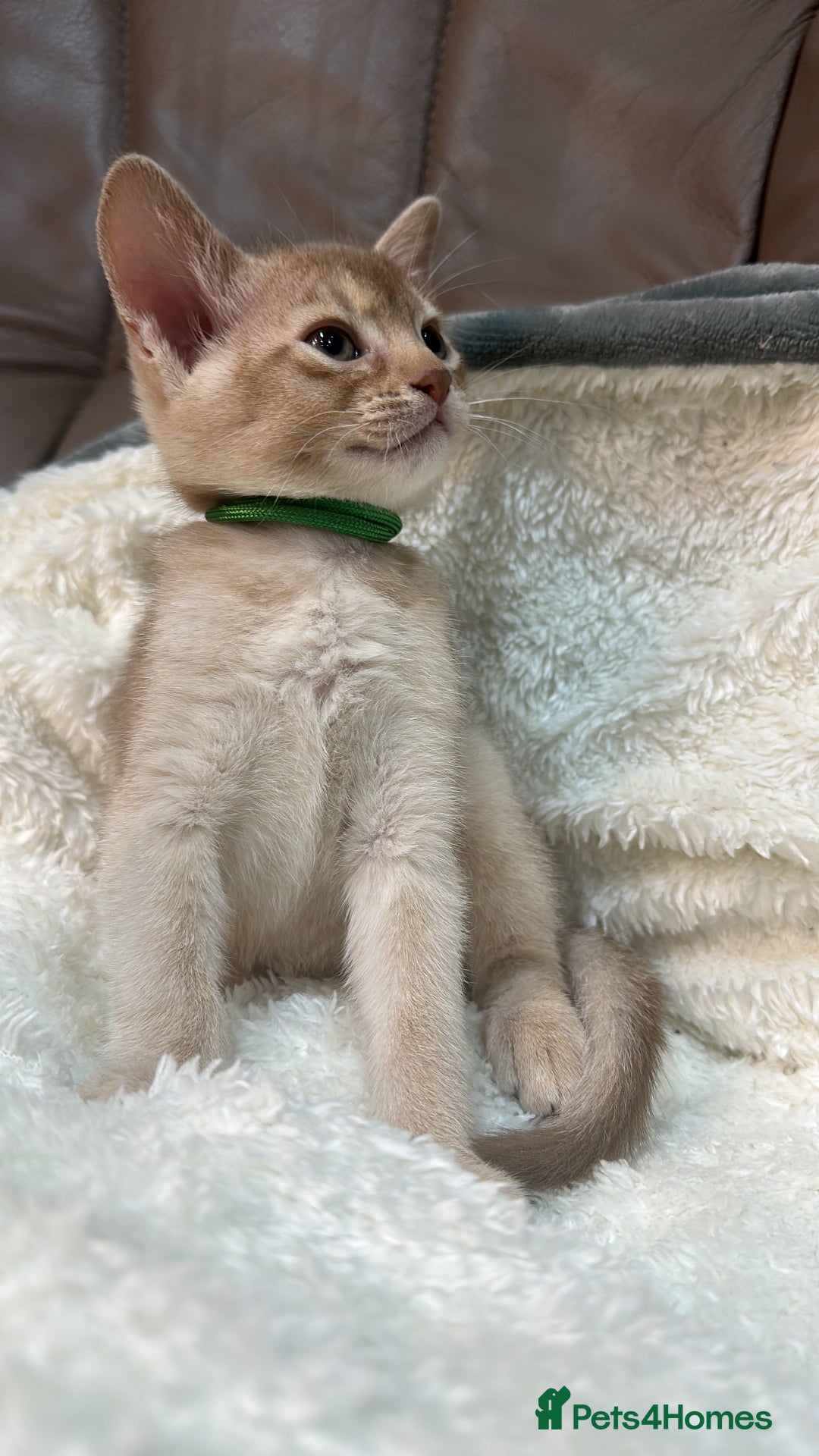 Abyssinian cats for sale: Ready to go TODAY! Delivery ✅ Neutered ✅ - Image 3