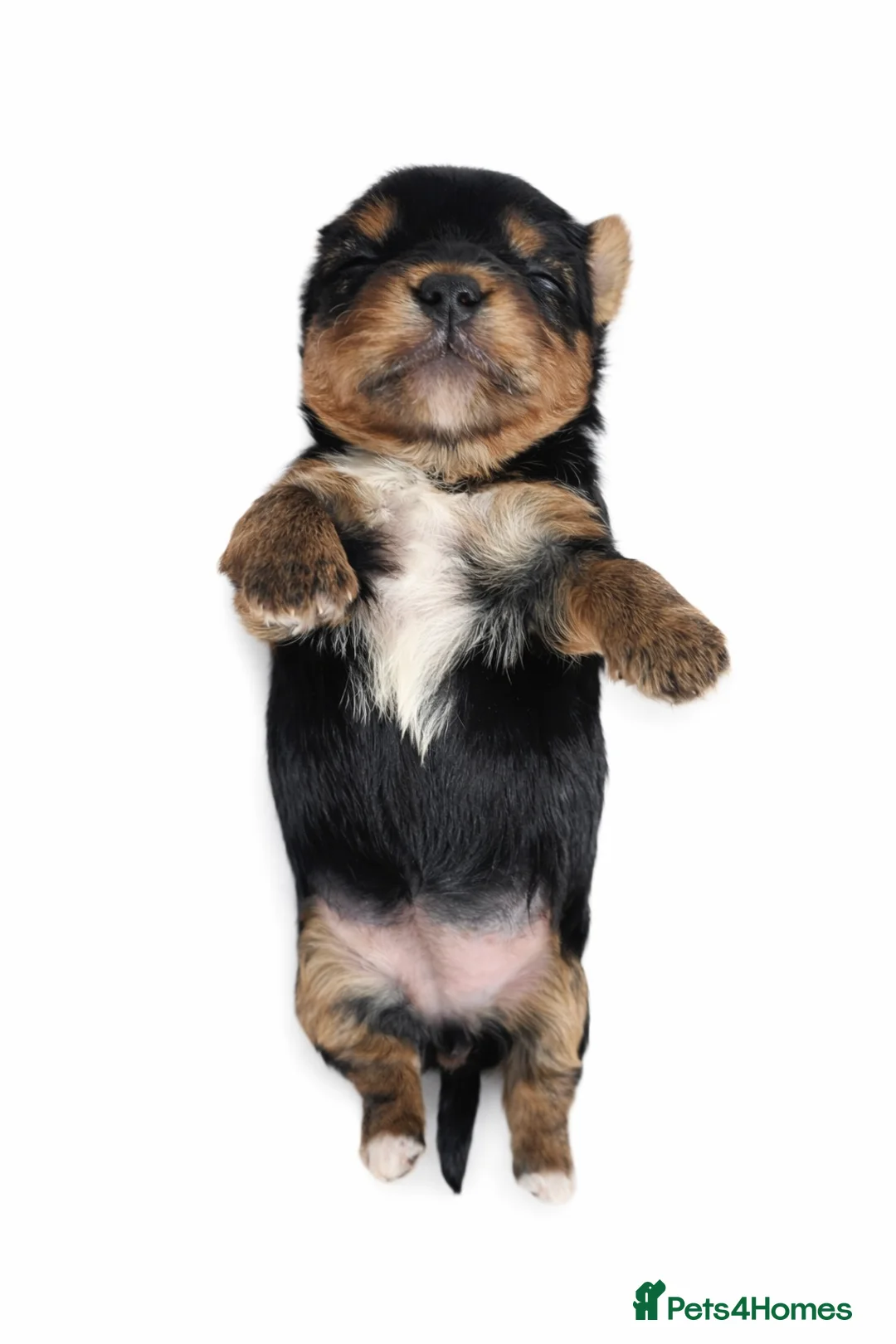 Yorkshire Terrier dogs for sale: Ultra Mini Yorkshire terrier puppy. - Advert 6