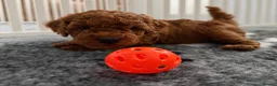 Toy Poodle dogs for sale: Deep red Toy Poodle puppies 🐶 in Exeter - Advert 16