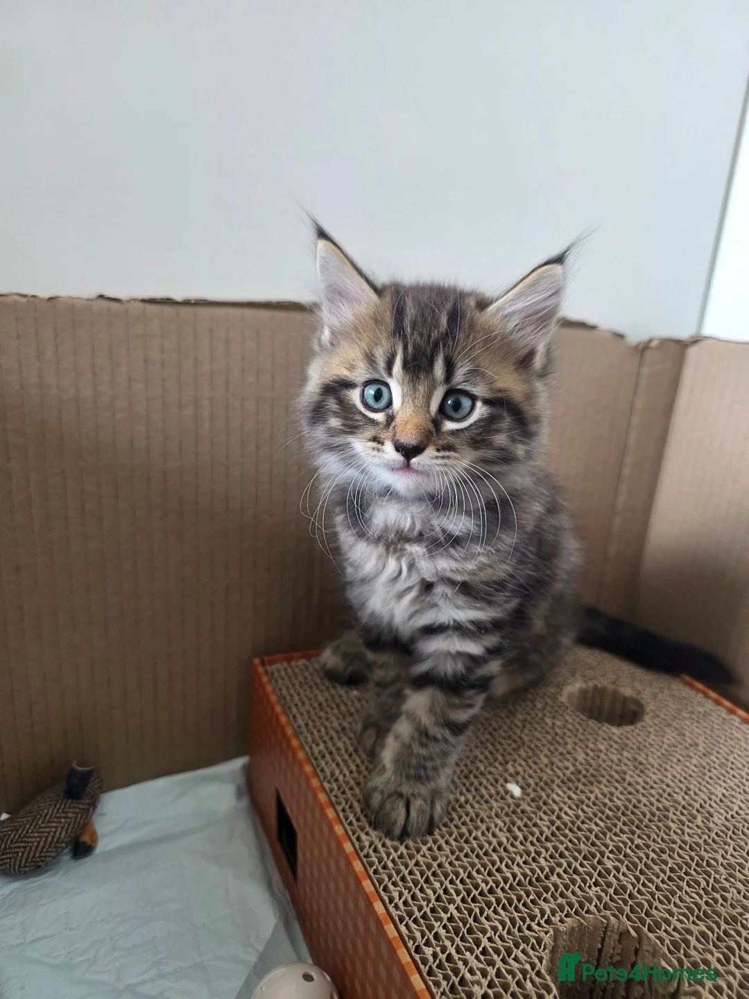 Ragcoon cats for sale: 3 beautiful Ragcoon kittens in Bishop's Stortford - Advert 2