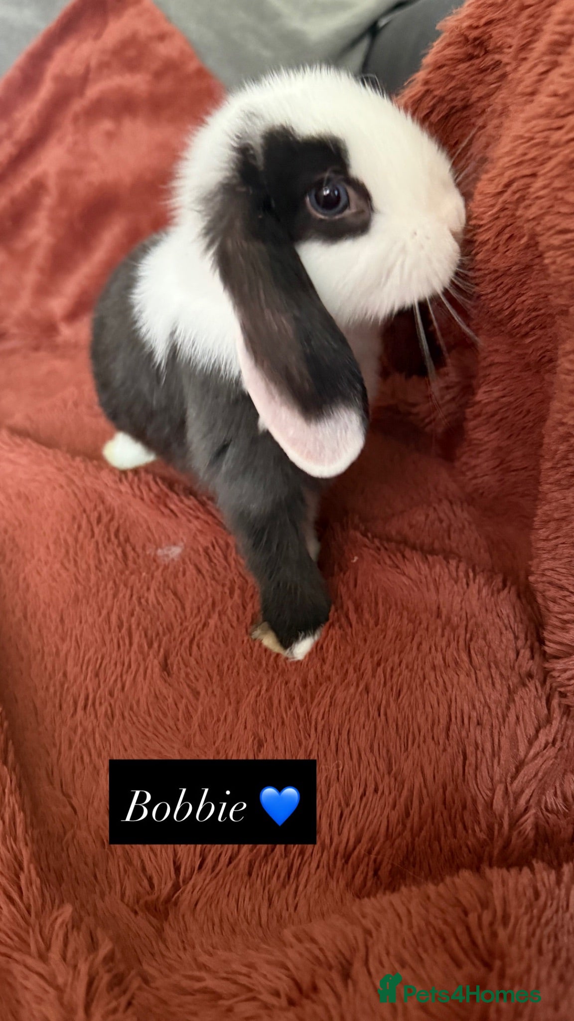 Mini Lop rabbits Ready To Leave Now - last remaining buns left 🐰 - Advert 2