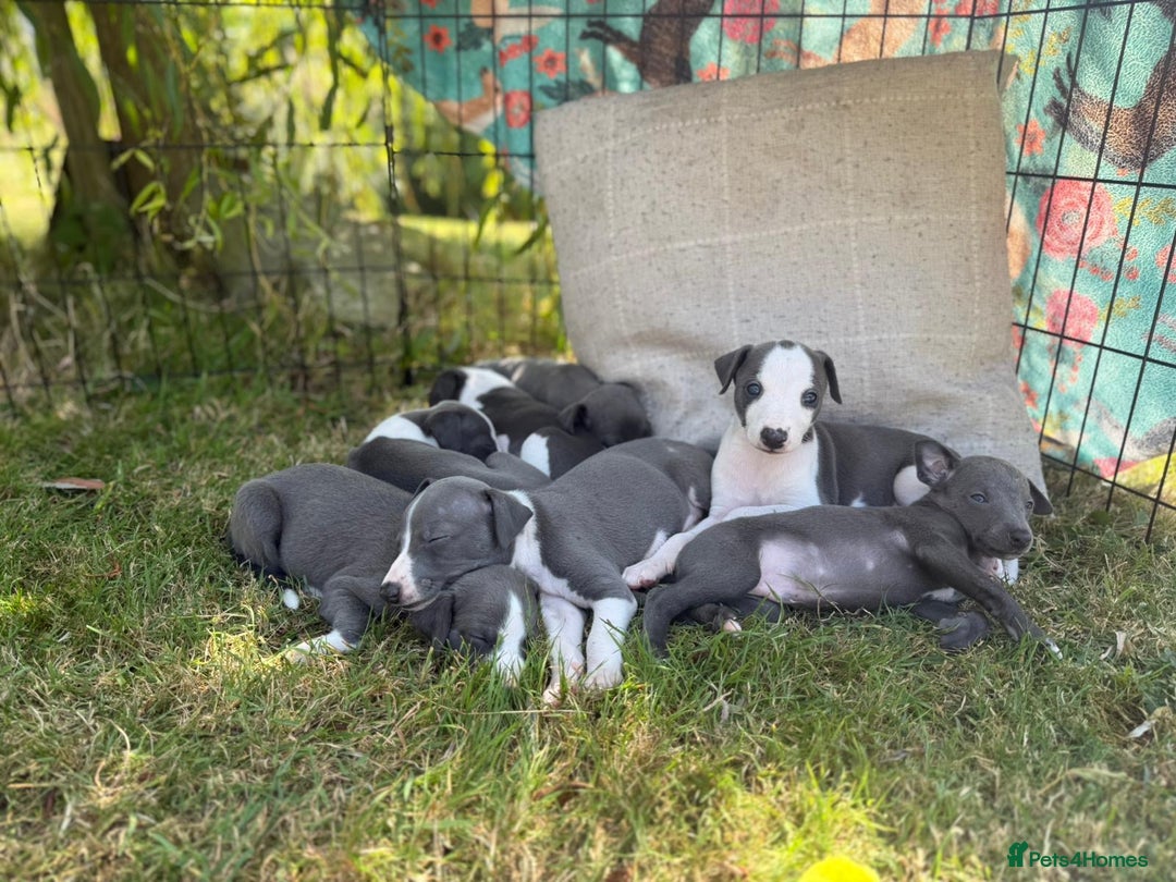 Whippet dogs for sale: Beautiful Blue whippet puppies  - Image 5