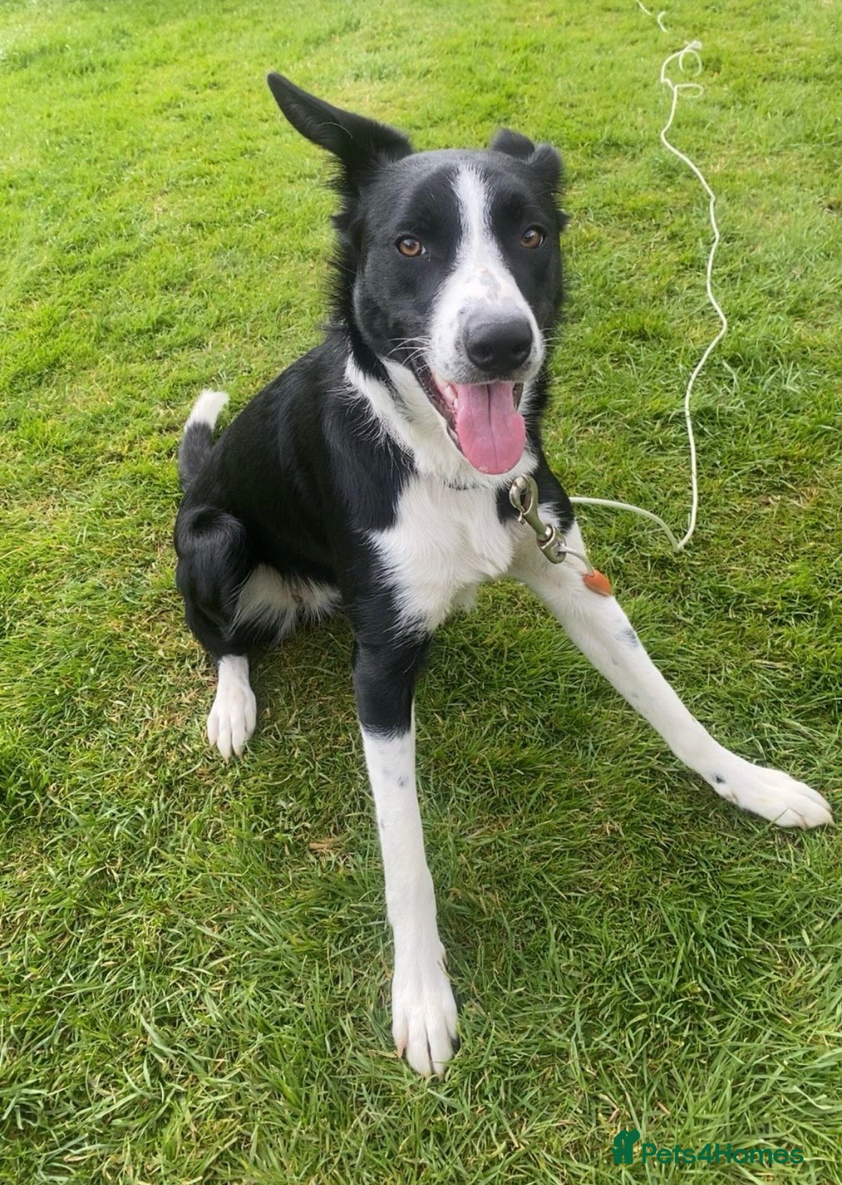 Smooth Collie dogs New Home Needed! Please Read Description!! - Advert 3