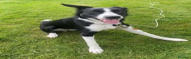 Smooth Collie Puppy 1