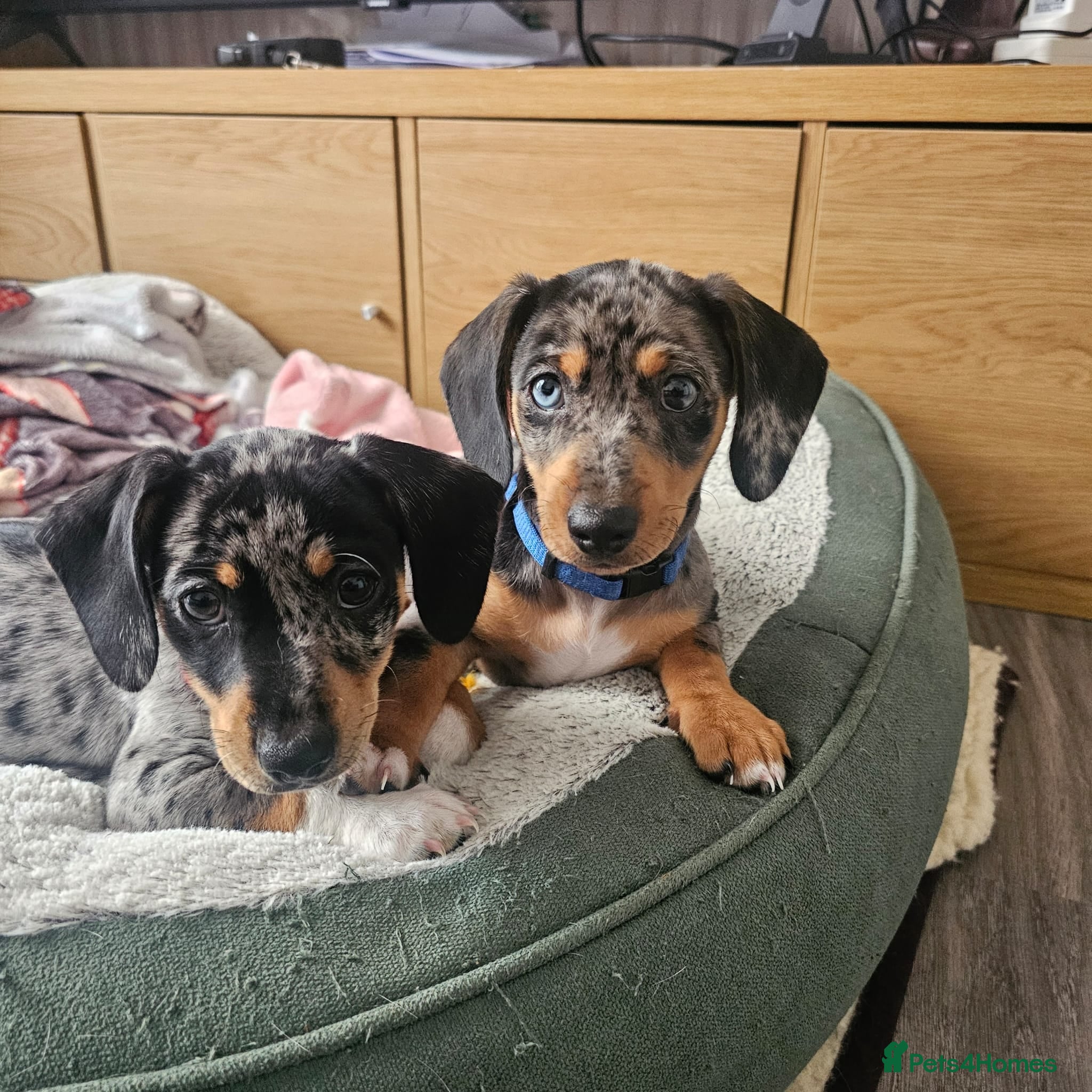 Jackshund dogs BLUE COLLAR PUPPY LEFT. - Advert 15