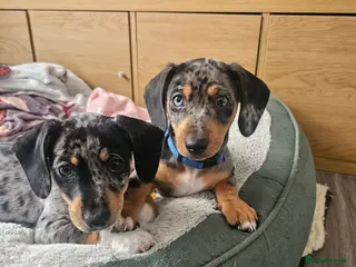 Jackshund dogs BLUE COLLAR PUPPY LEFT. - Advert 15