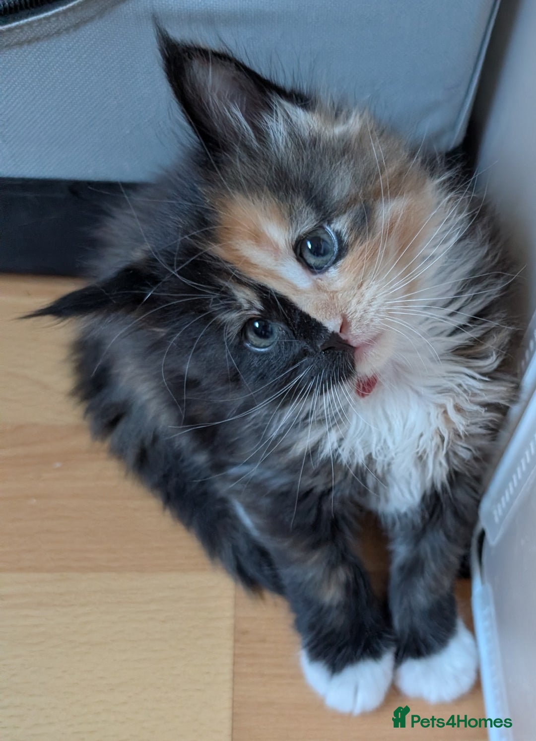Maine Coon cats for sale: Stunning GCCF registered Maine Coon Kittens  - Advert 10