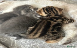 Scottish Fold cats for sale: Pure breed SCOTTISH FOLD - Image 26