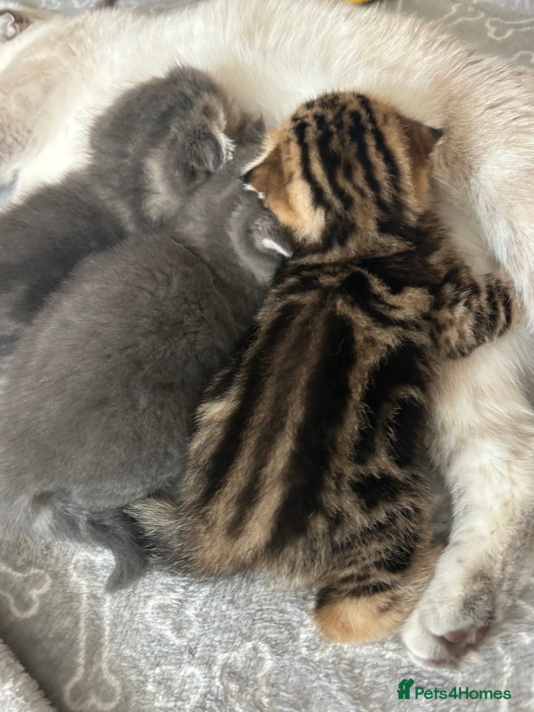 Scottish Fold cats for sale: Pure breed SCOTTISH FOLD - Image 26