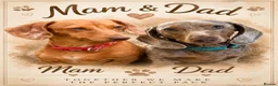 Dachshund dogs for sale: Beautiful miniature dachunds  - Advert 2