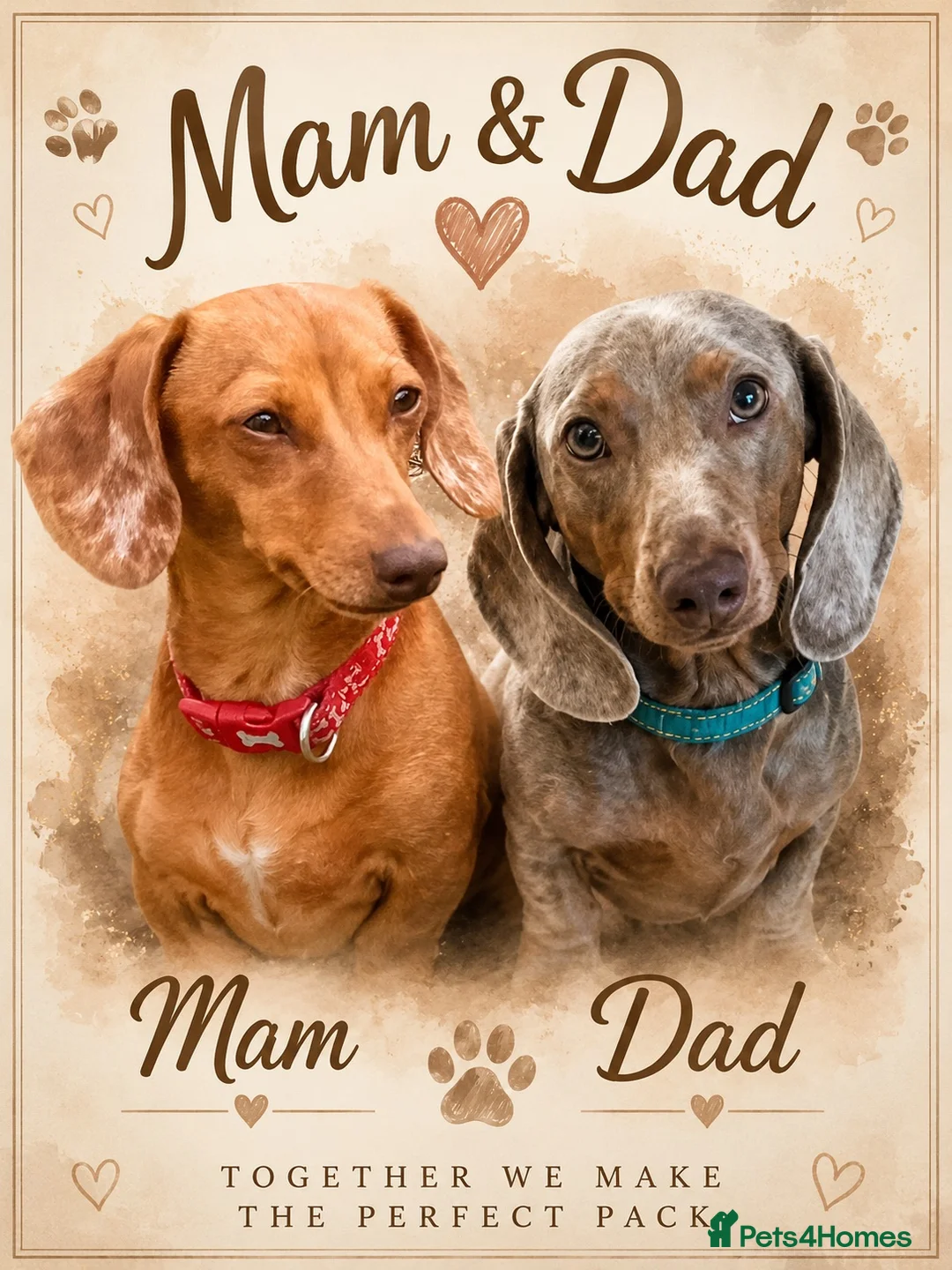 Dachshund dogs for sale: Beautiful miniature dachunds  - Advert 2