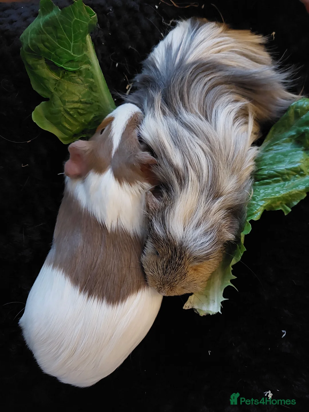 Guinea Pig rodents for sale: 2 x 2 year old beautiful girl piggies  - Advert 2