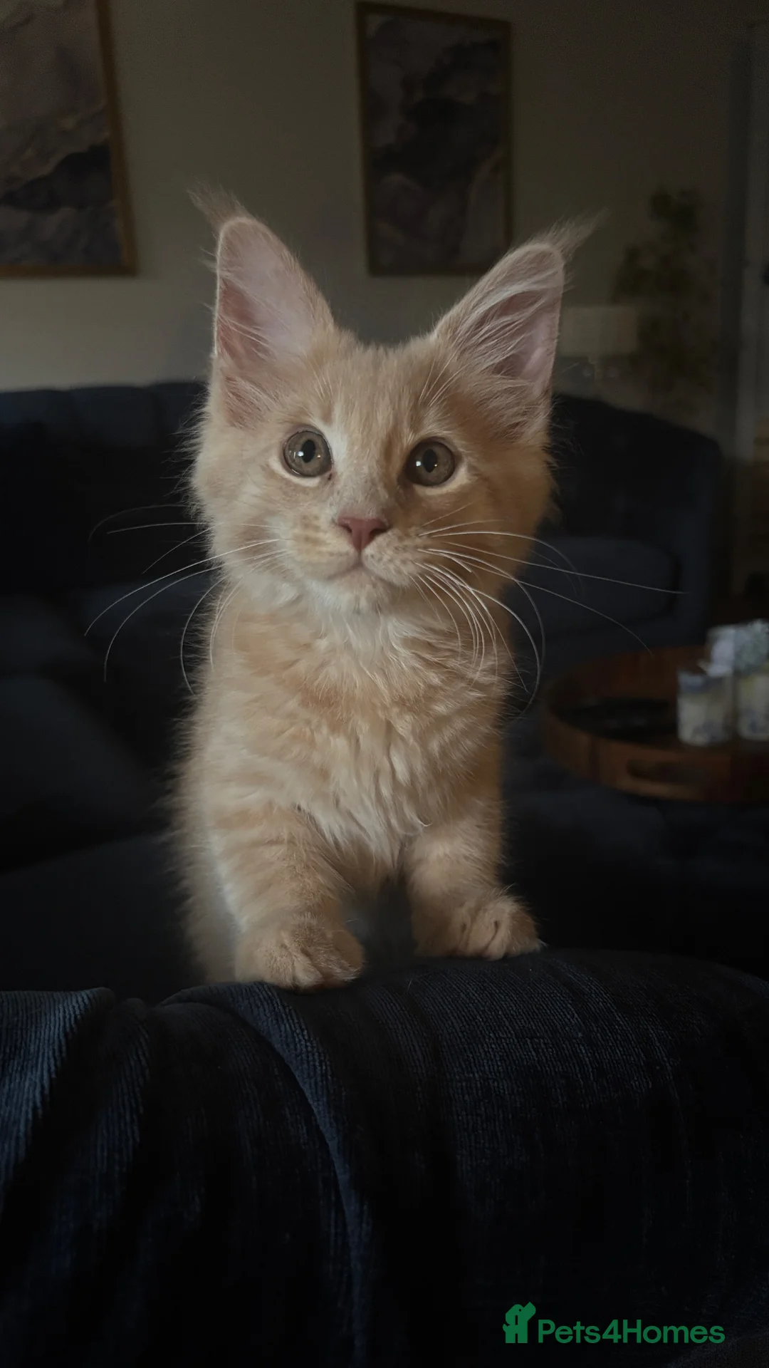 Maine Coon cats for sale: Maine coon kittens Gingers/Grey tabby - Advert 2