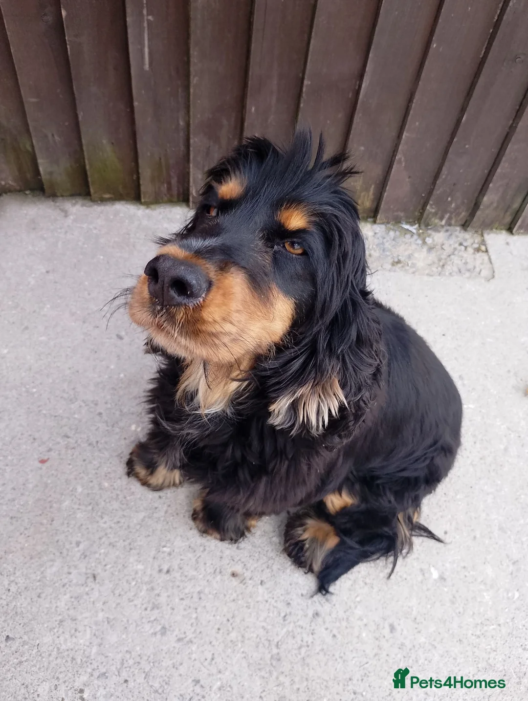 Cockapoo dogs for sale: Cockapoo pups for sale  - Advert 1