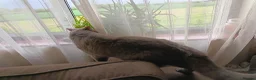 British Shorthair cats for stud: Lilac BSH, GCCF active register STUD - Advert 9