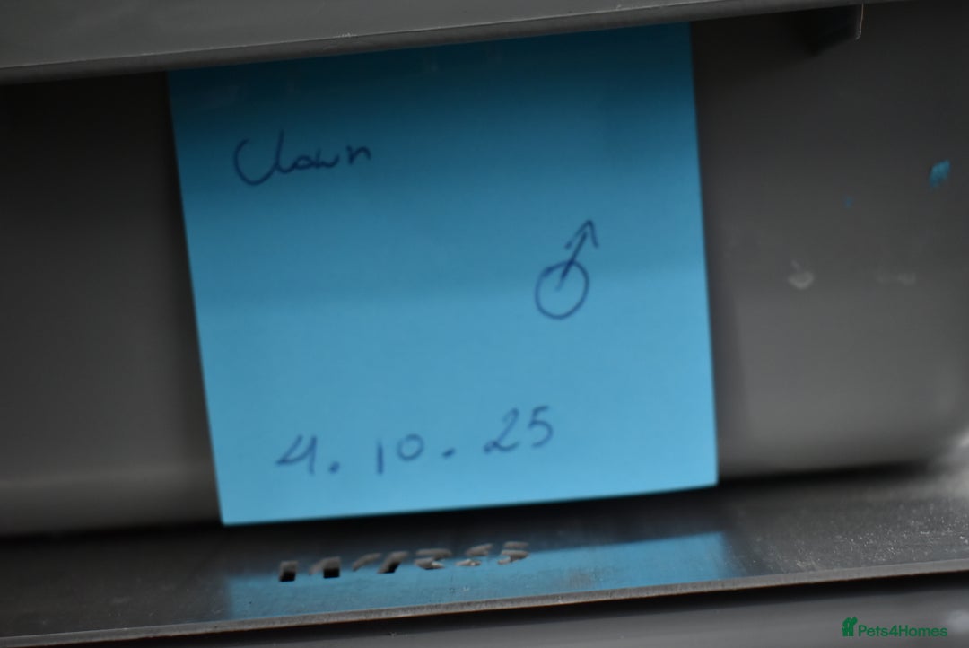 Python Snake reptiles for sale: Amazing baby ball pythons - Advert 21