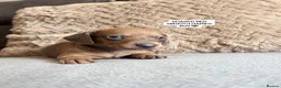 Miniature Dachshund dogs for sale: MINIATURE DACHSHUND PUPPIES🐾 - Advert 11