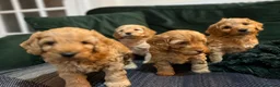 Cockapoo dogs for sale: Beautiful Red & Apricot F1B Cockapoo puppies  - Advert 17