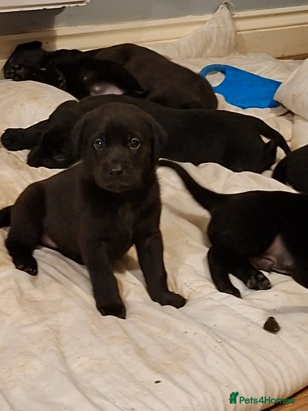 Labrador Retriever dogs for sale: KC reg black labrador  - Advert 11