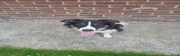 Border Collie dogs for sale: Enzo (11 months) - Advert 4