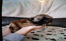 Shih Tzu dogs for sale: Imperial shishi shih tzu - Image 11