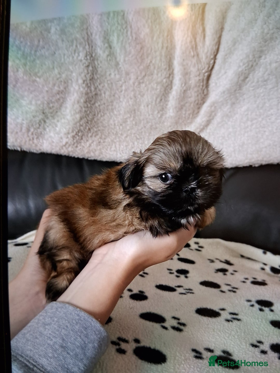 Shih Tzu dogs for sale: Imperial shishi shih tzu - Image 11