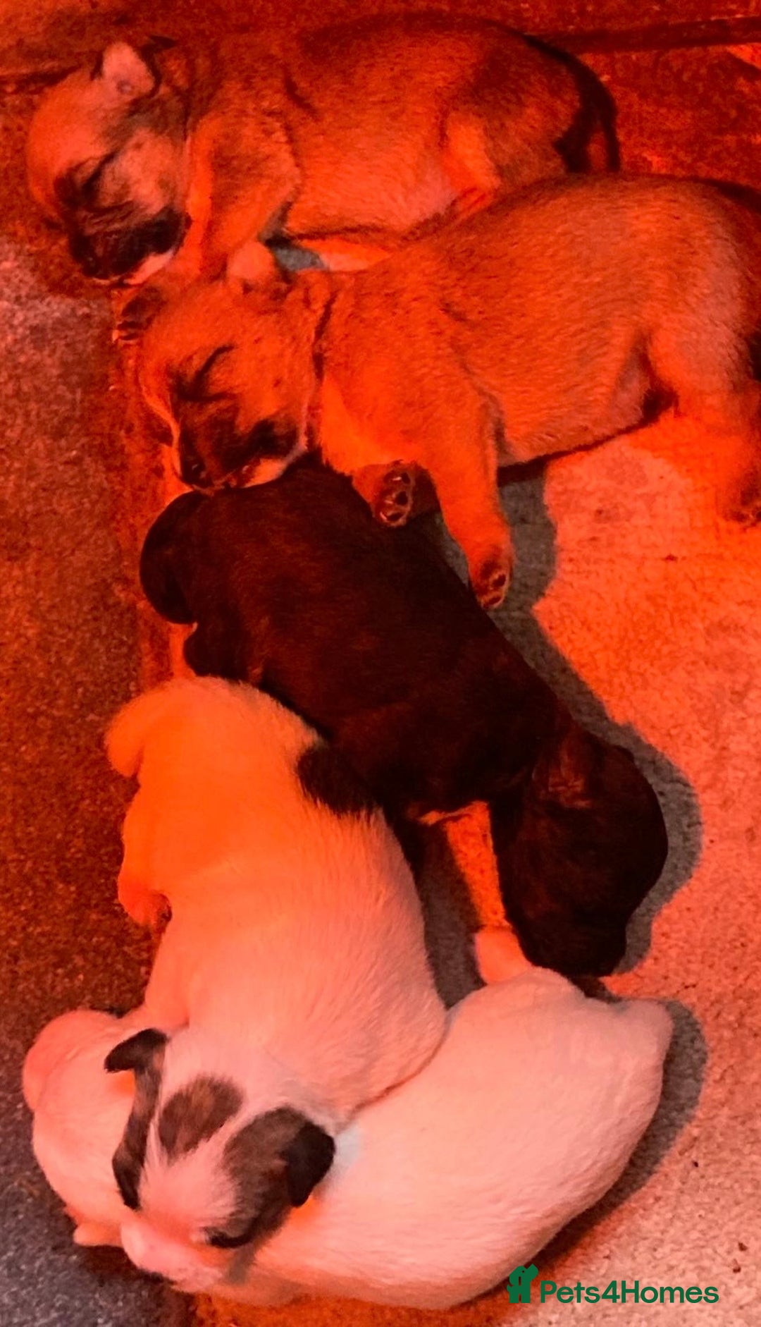 Jack Russell dogs for sale:  **  JACK RUSSELL PUPPIES - Image 9