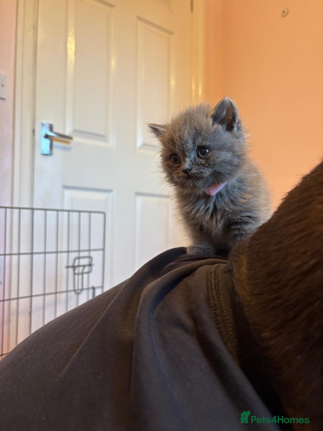 British Shorthair cats for sale: British Blue Shorthair kittens for sale - Image 5