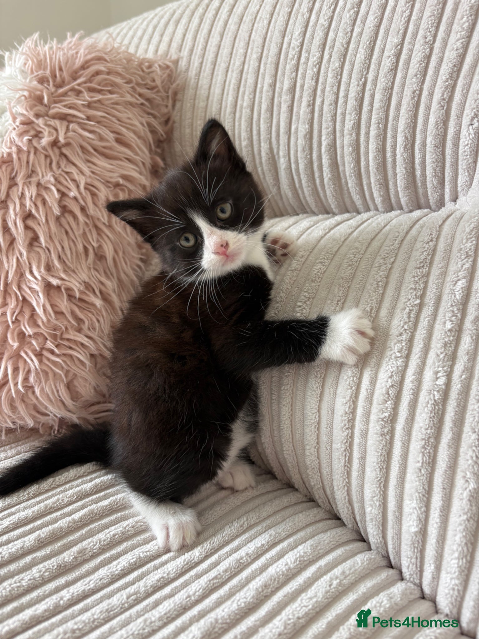 Mixed Breed cats Last boy ready now  🐾 - Advert 1