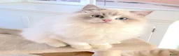 Ragdoll cats for sale: READY NOW *** GCCF REGISTERED RAGDOLL KITTENS - Advert 15
