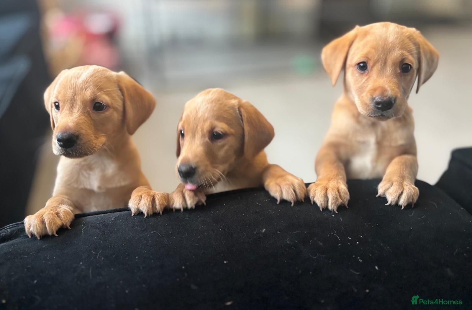 Labrador Retriever dogs Labrador pups  - Advert 11