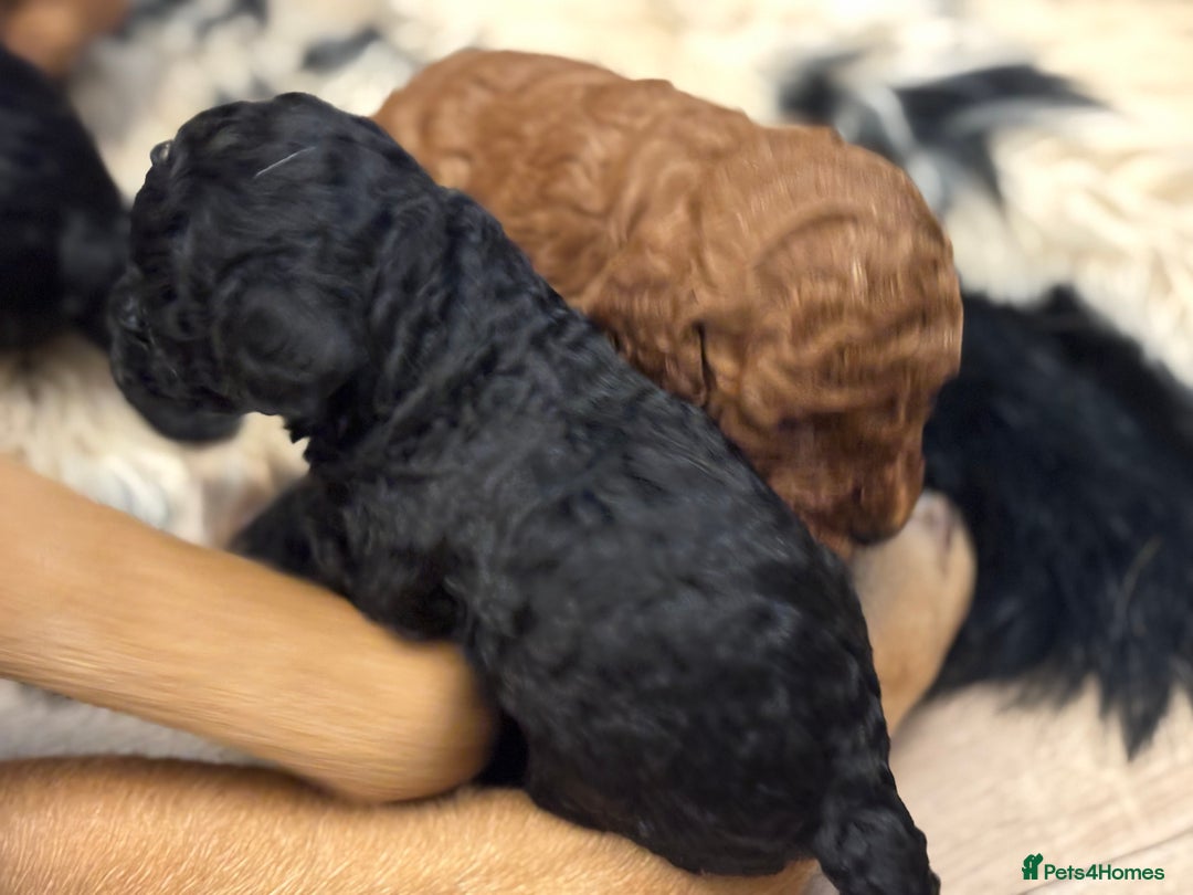 Cockapoo dogs for sale: F1b cockapoo  - Advert 6