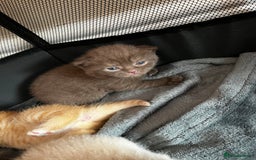 British Shorthair cats for sale: Beautiful pedigree bsh kittens  - Image 3