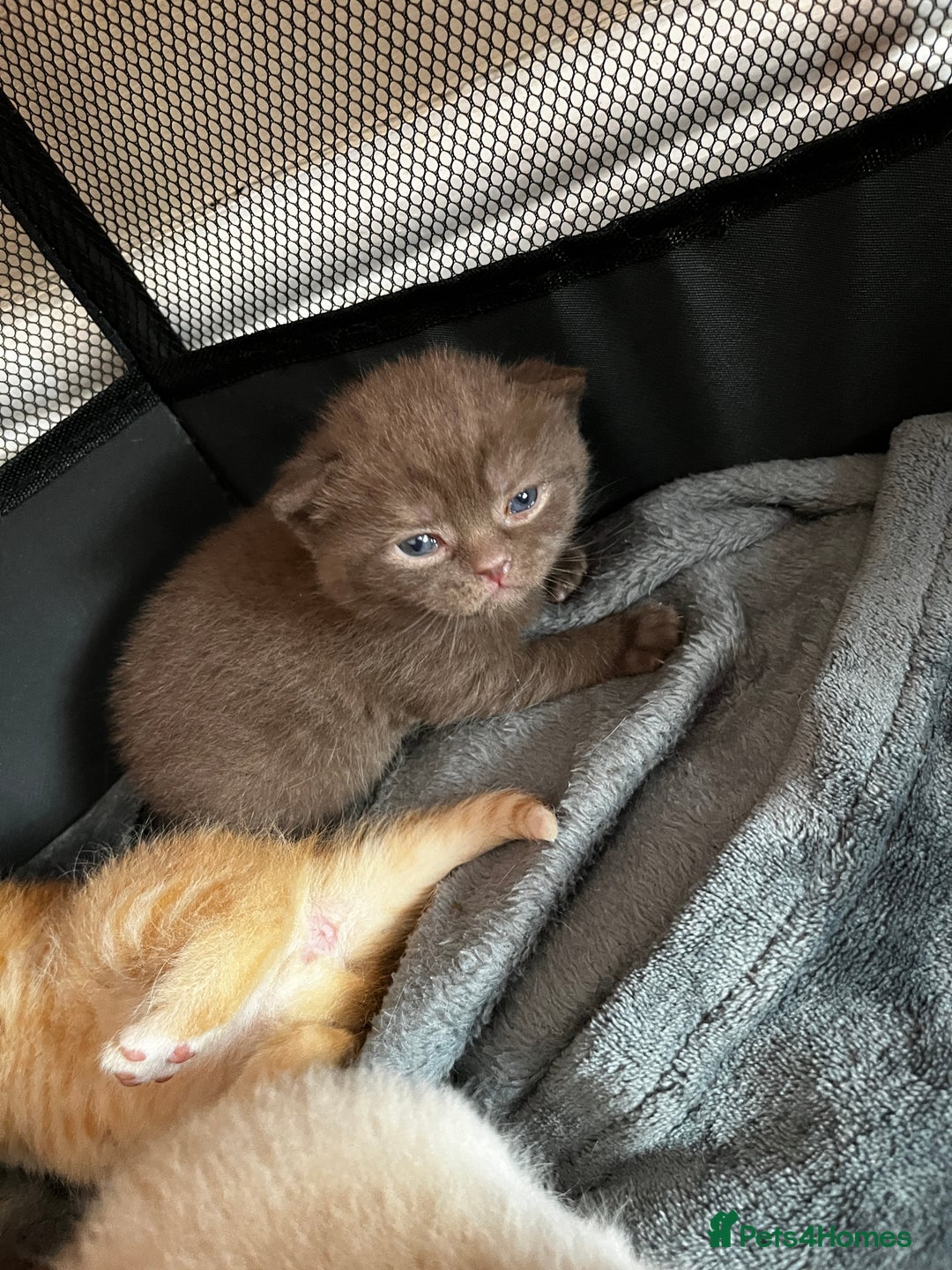 British Shorthair cats for sale: Beautiful pedigree bsh kittens  - Image 3