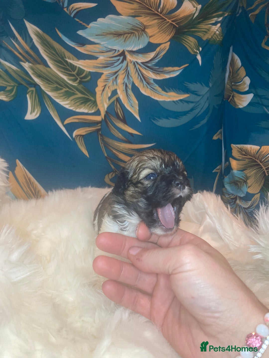 Shihpoo dogs for sale: Payment plans available Toy shihpoo puppies  - Image 14