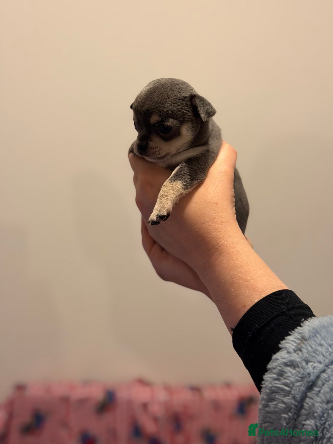 Chihuahua dogs for sale: Tiny apple head chihuahuas - Image 18
