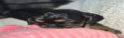 Cocker Spaniel dogs for sale: BEAUTIFUL COCKER SPANIEL PUPS - Advert 7
